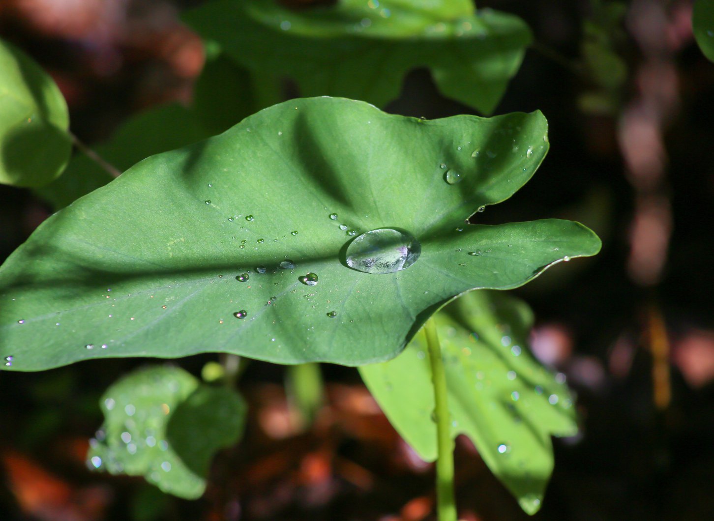 Native Plants